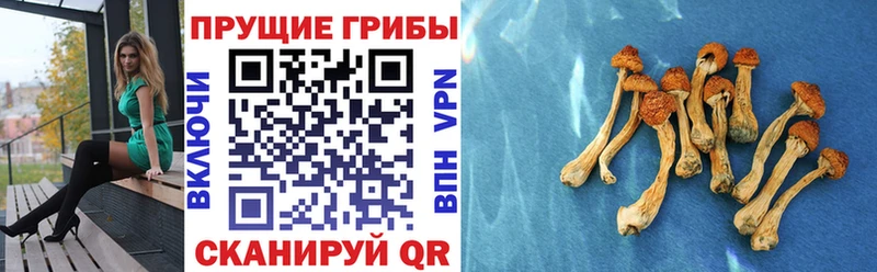 Купить где  Челябинск  Галлюциногенные грибы GOLDEN TEACHER 